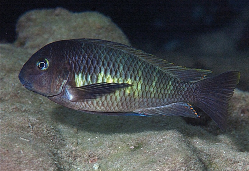 Tropheus sp. 'limespot' Kalya